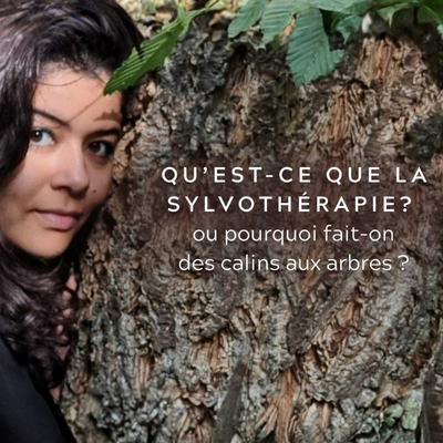 Qu’est-ce que la sylvothérapie ? Définition et effets sur le corps humain