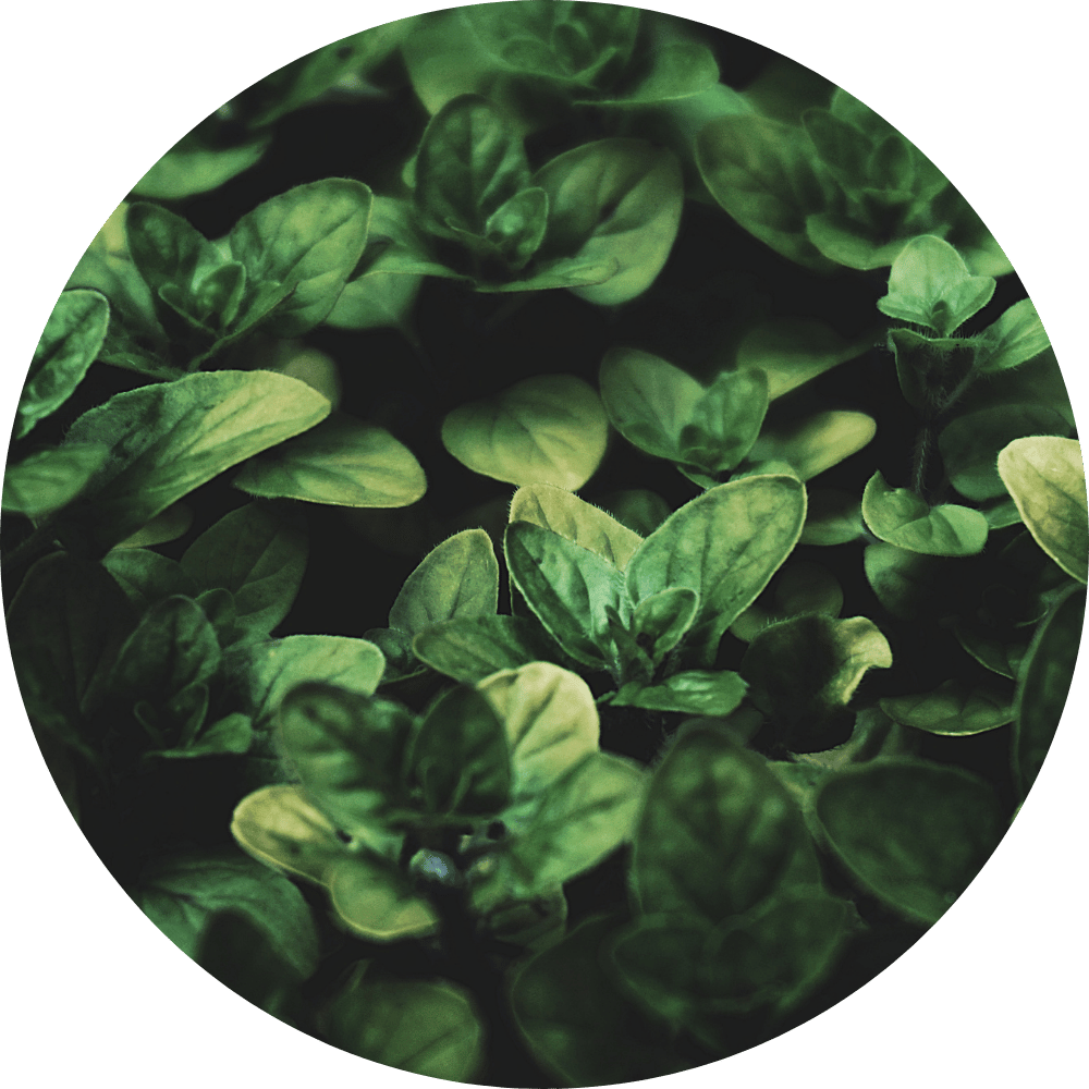 un corps ressourcé et ancré grâce à la forêt de compiègne