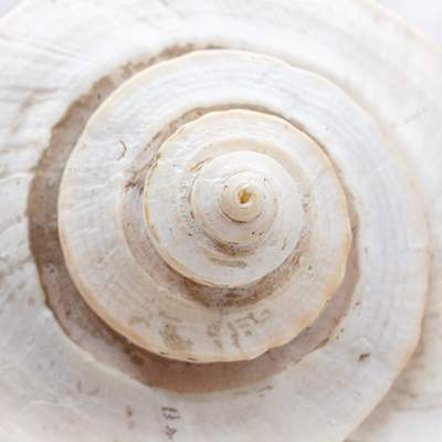spirale en bois